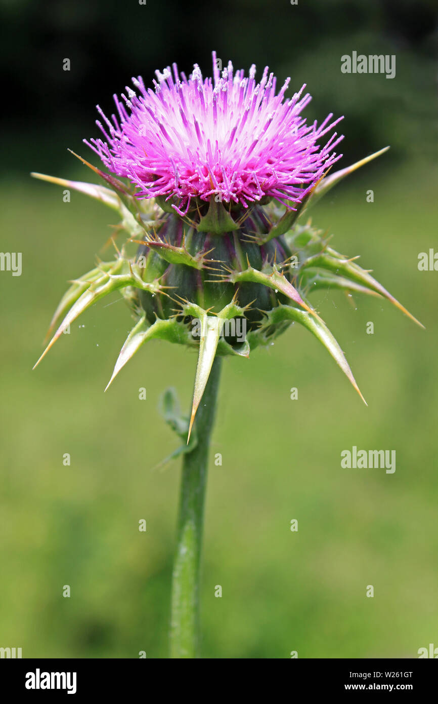 Cardo (Silybum marianum) syn Carduus Marianus Foto Stock