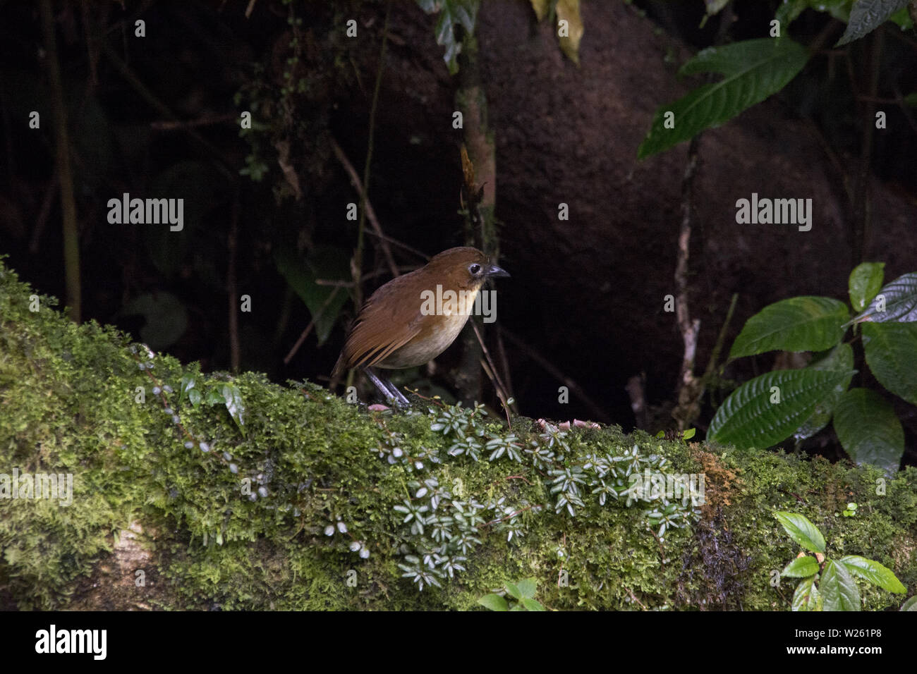 Giallo-breasted antpitta su un tronco in subtropicale foresta di pioggia che copre le pendici occidentali delle Ande a 2000 metri in Ecuador. Foto Stock