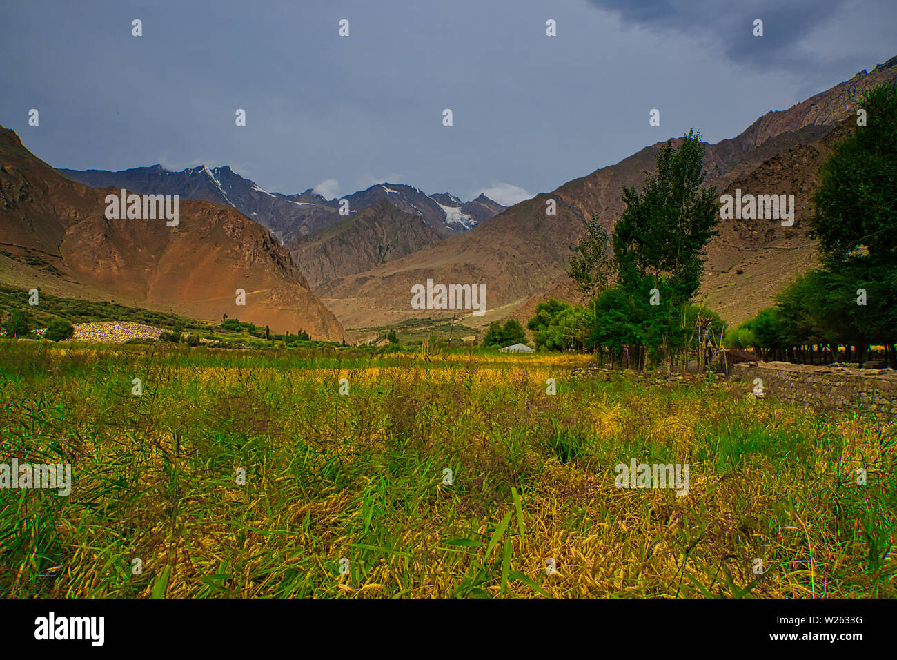 Campi agricoli nel distretto di Kargil, Ladakh, India Foto Stock