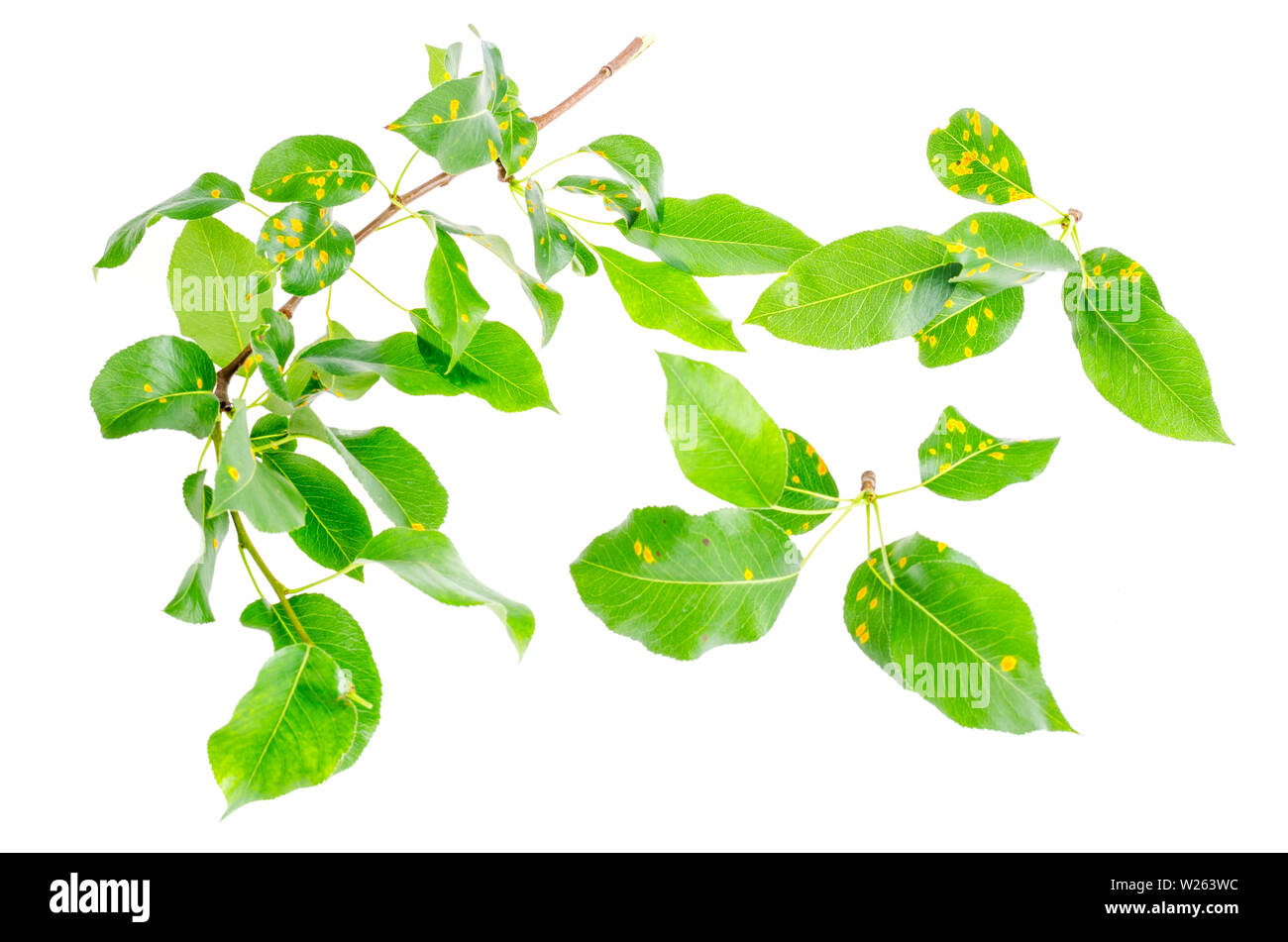 Ruggine su foglie di pera, frutta malattia vegetale. Foto Stock