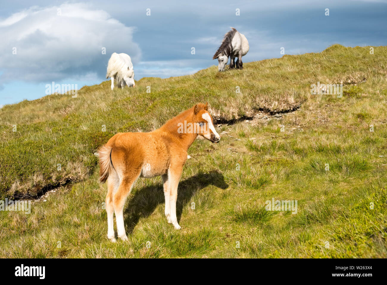 La collina di Welsh pony sulle colline Carnedd, Snowdonia, Galles Foto Stock