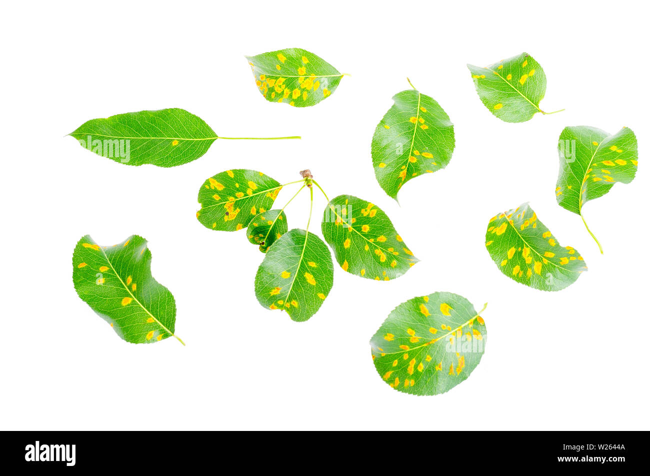 Ruggine su foglie di pera, frutta malattia vegetale. Foto Stock