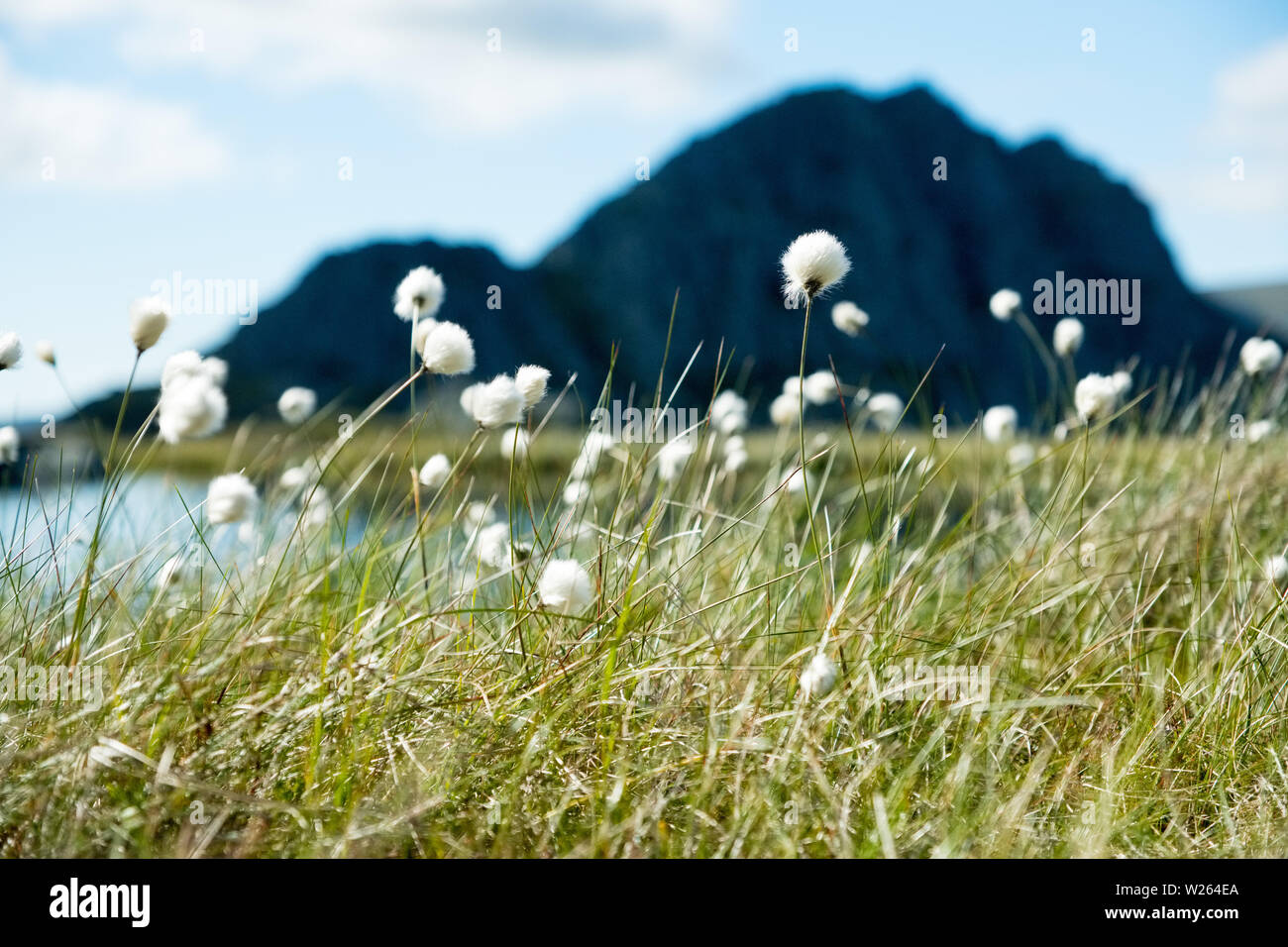 Erba di cotone nelle montagne di Snowdonia, Tryfan in distanza. Il Galles,UK Foto Stock