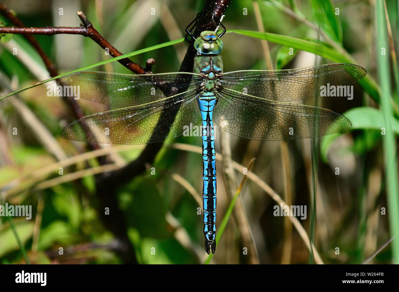 Coppia maale imperatore dragonfly a riposo. Foto Stock