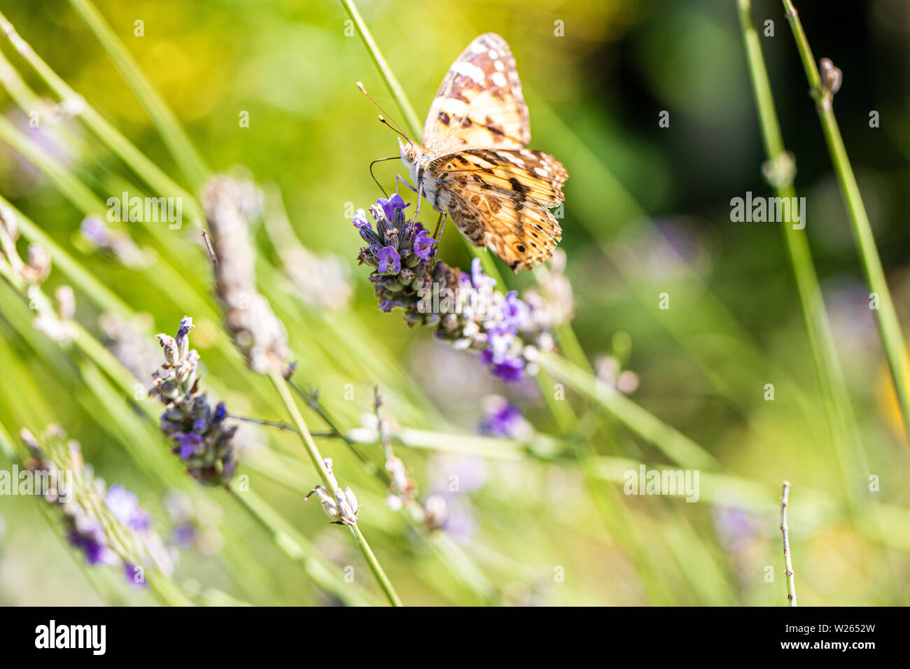 Piccola tartaruga butterfly (Aglais urticae) sulla lavanda di messa a fuoco selezionata Foto Stock