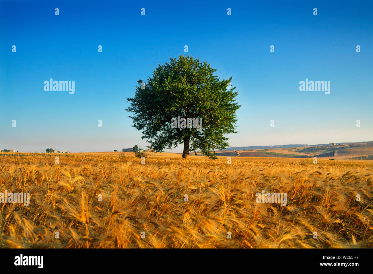 Paesaggio estivo. Tra Puglia e Basilicata: campo di mais all'alba. (Italia)rurale collinare con aziende agricole: Lone Tree in un campo di grano dorato. Foto Stock