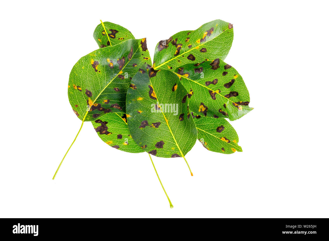 Ruggine su foglie di pera, frutta malattia vegetale. Foto Stock