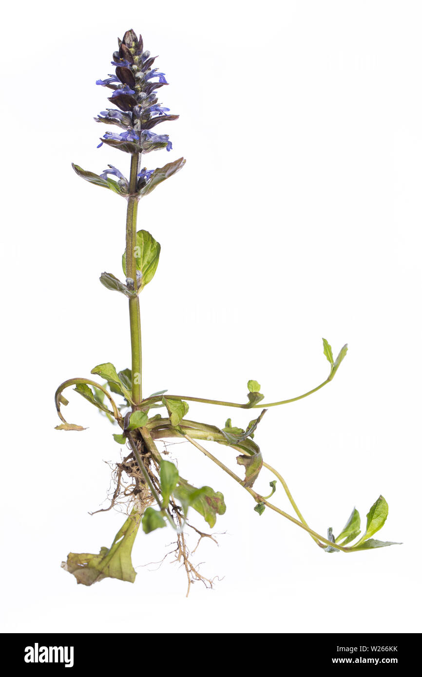La guarigione / piante medicinali: Ajuga reptans - pianta intera con radici isolati su sfondo bianco Foto Stock