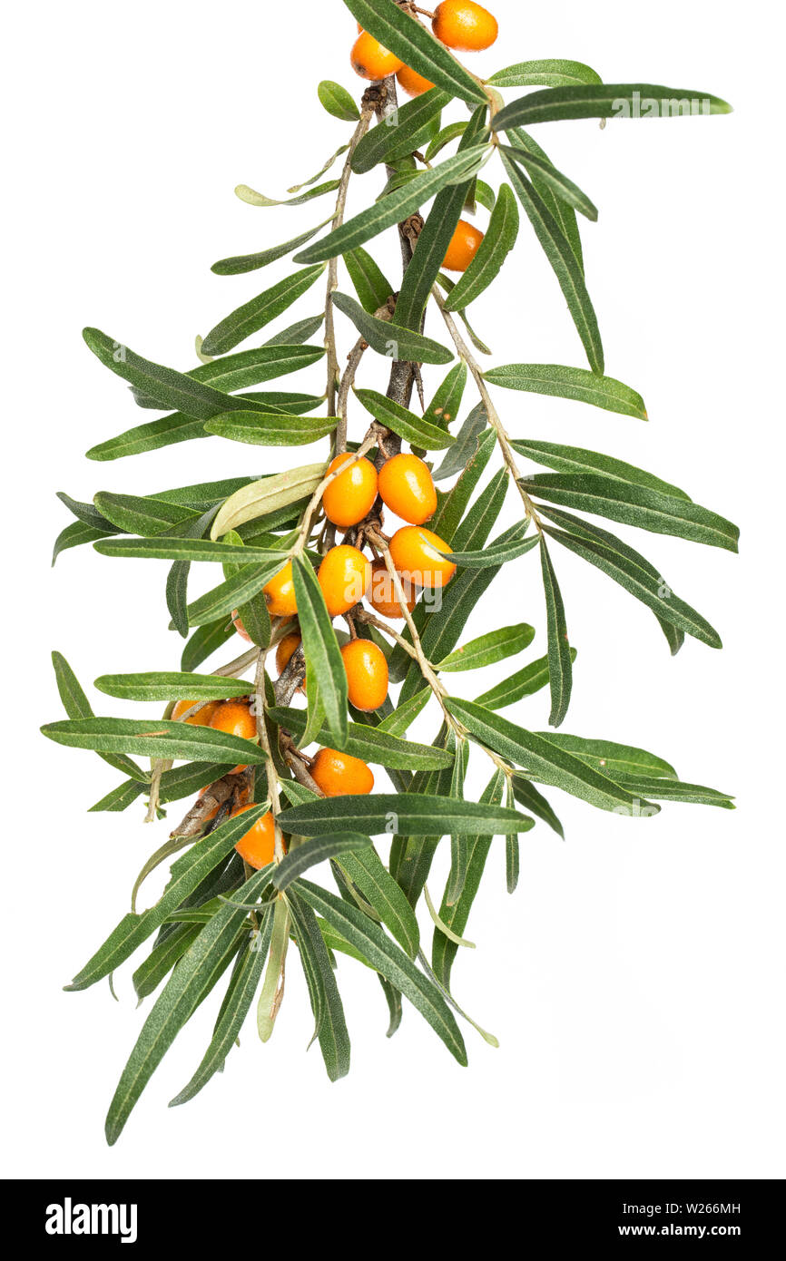 La guarigione / piante medicinali: Ramo di frangola (Hippophae rhamnoides nota) con bacche di colore arancione su sfondo bianco Foto Stock
