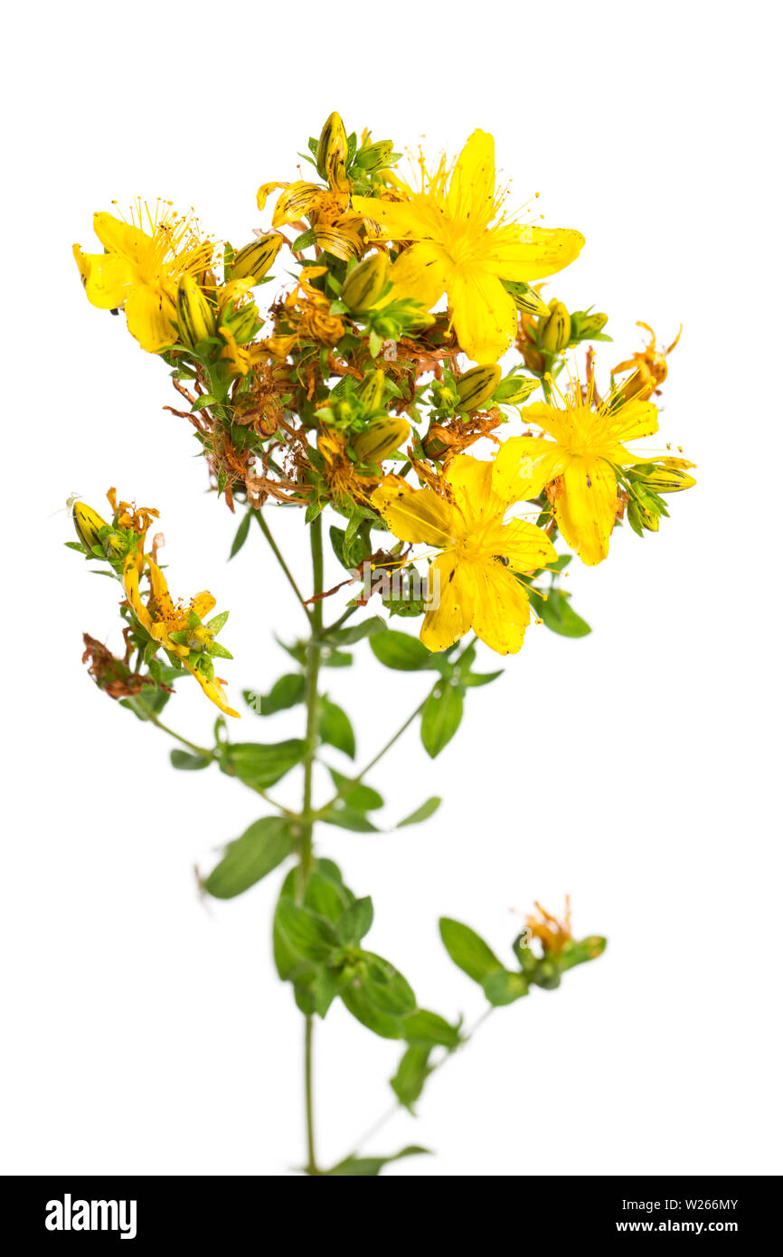 La guarigione / piante medicinali: erba di San Giovanni (Hypericum perforatum) su sfondo bianco Foto Stock