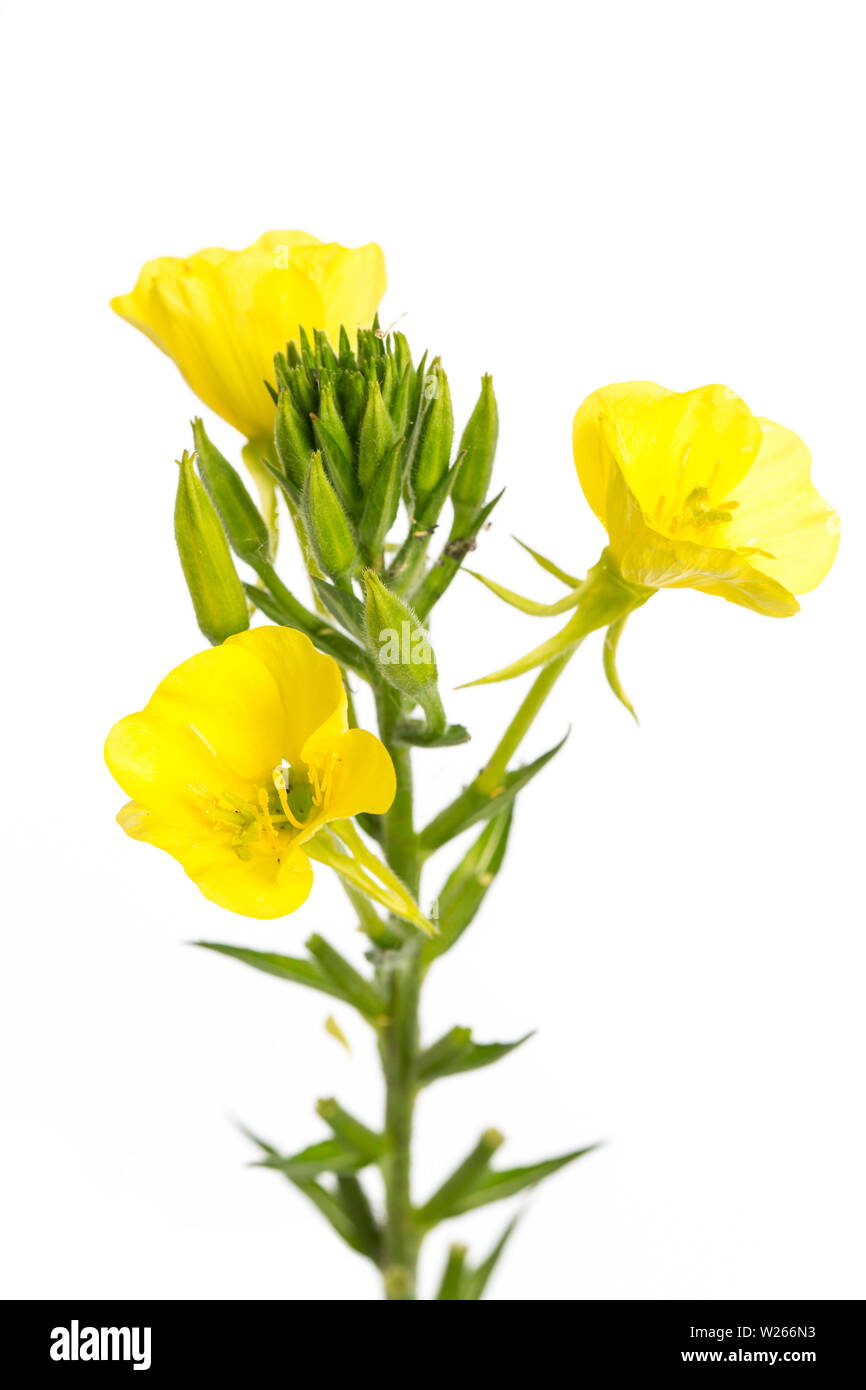 La guarigione / piante medicinali: Gewöhnliche Nachtkerze (oenothera biennis) isoliert auf weißem Hintergrund Foto Stock