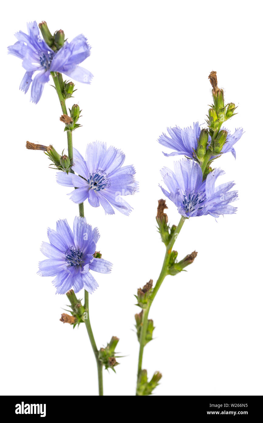 La guarigione / piante medicinali: Comune di cicoria (Cichorium intybus) - di fronte a uno sfondo bianco Foto Stock
