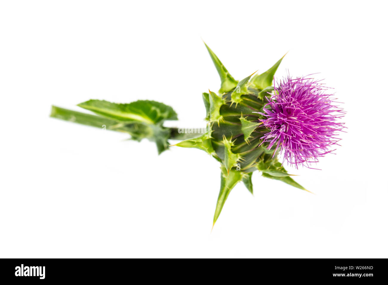 La guarigione / piante medicinali: Cardo mariano (Silybum marianum) - giacenti su uno sfondo bianco Foto Stock