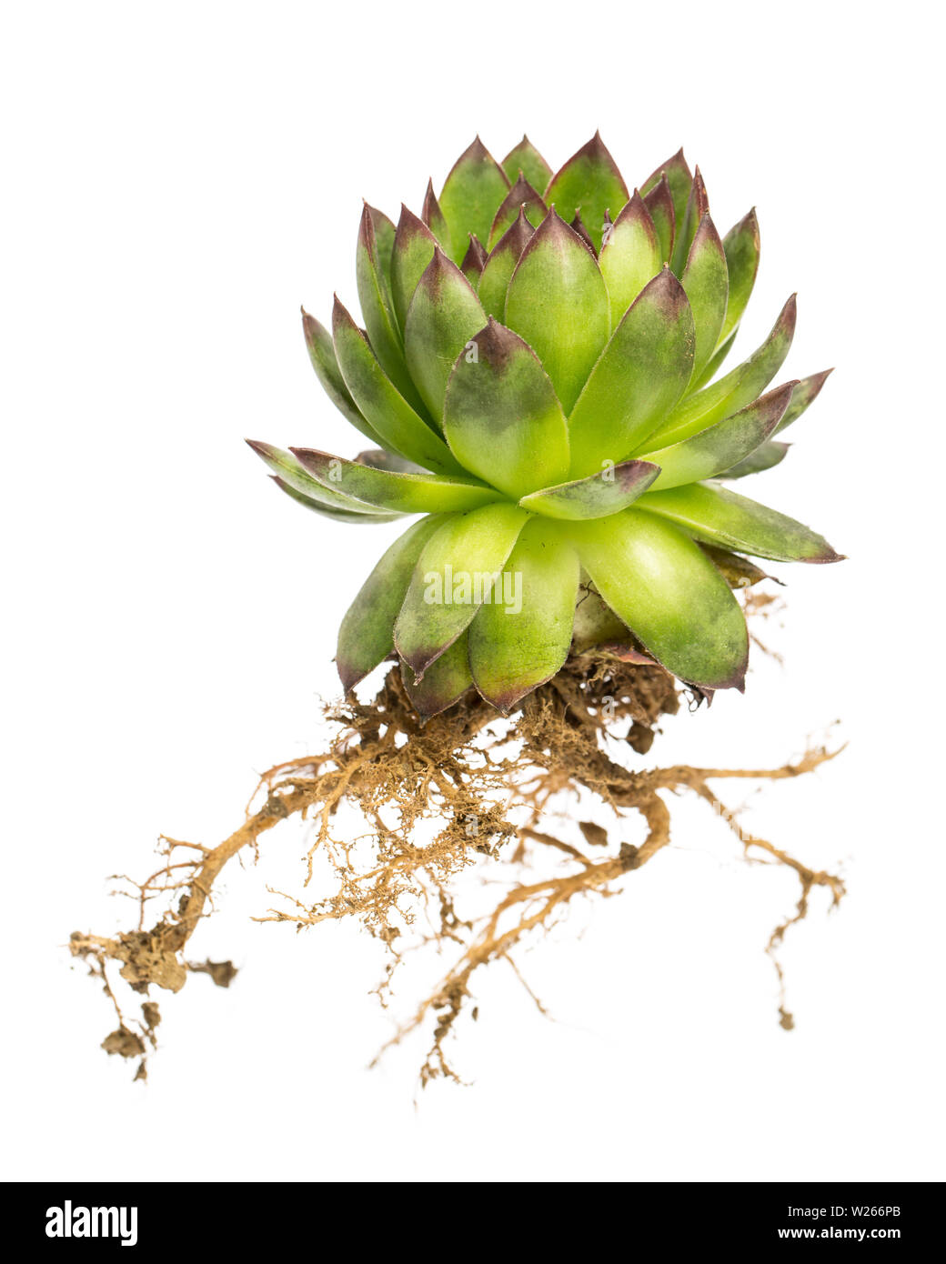 La guarigione / piante medicinali: hoouseleek (Sempervivum) con radici su sfondo bianco Foto Stock