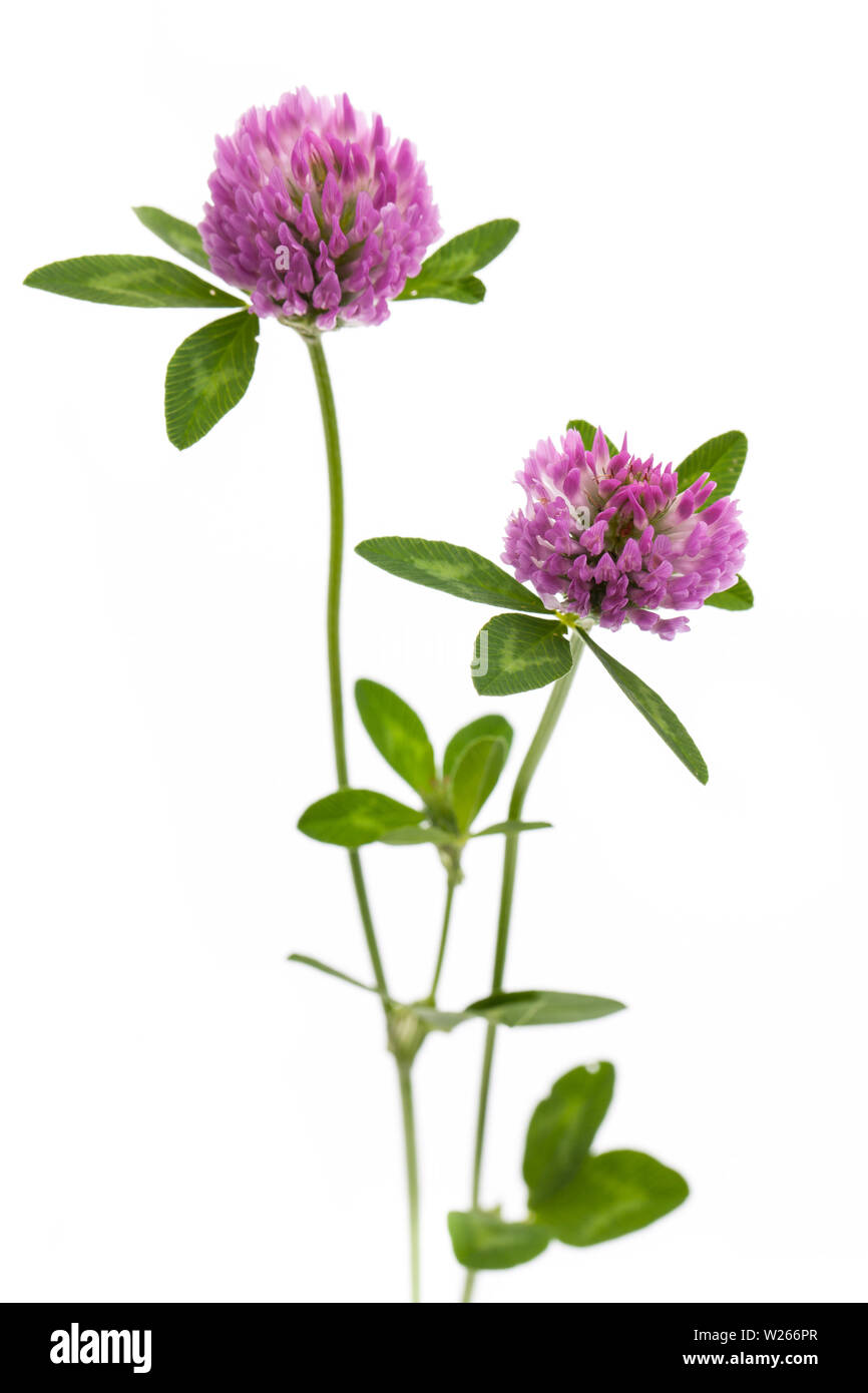 La guarigione / piante medicinali: piante di guarigione: di trifoglio rosso (Trifolium pratense) in piedi di fronte a uno sfondo bianco Foto Stock
