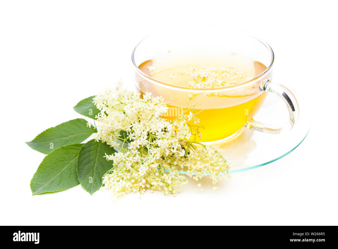 La guarigione / piante medicinali: piante di guarigione: tè con il sambuco su sfondo bianco Foto Stock