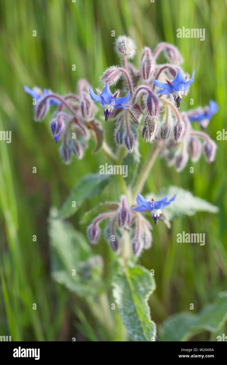 La guarigione / piante medicinali: (borragine officinalis) fioritura la borragine in Prato Foto Stock