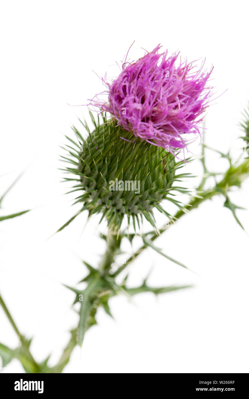 La guarigione / piante medicinali: piante di guarigione: il cinghiale thistle (Carduus acanthoides) - fiore violaceo isolati su sfondo bianco Foto Stock