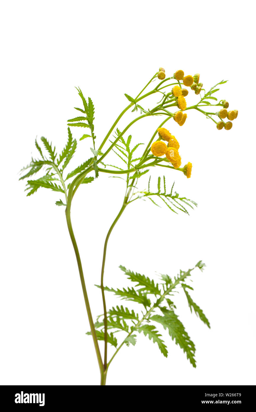 Piante di guarigione: Tansy (Tanacetum vulgare) davanti a uno sfondo bianco Foto Stock