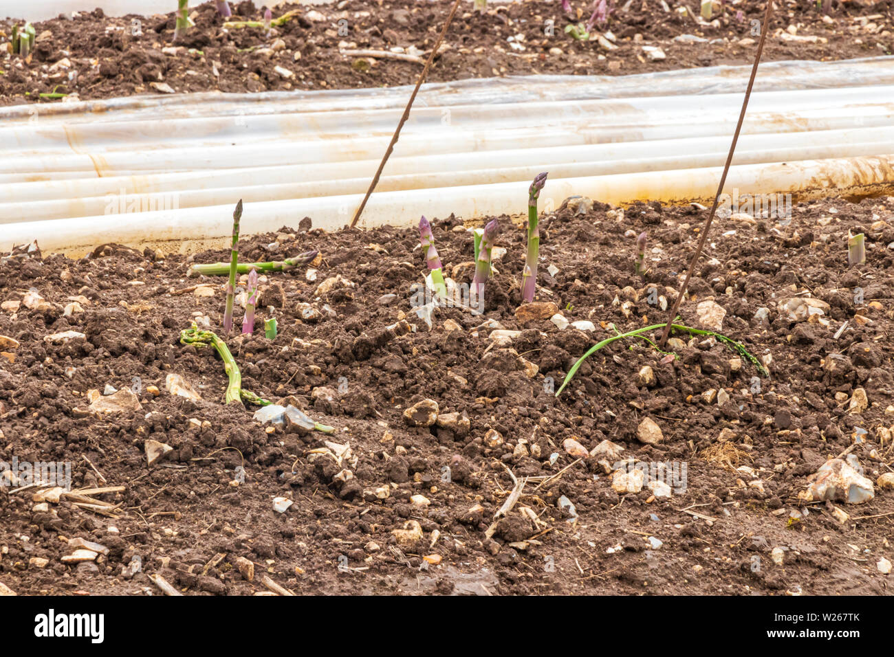 Gli asparagi crescono in un campo di Norfolk con il suo rivestimento in vello tirato da un lato pronto per il raccolto Foto Stock
