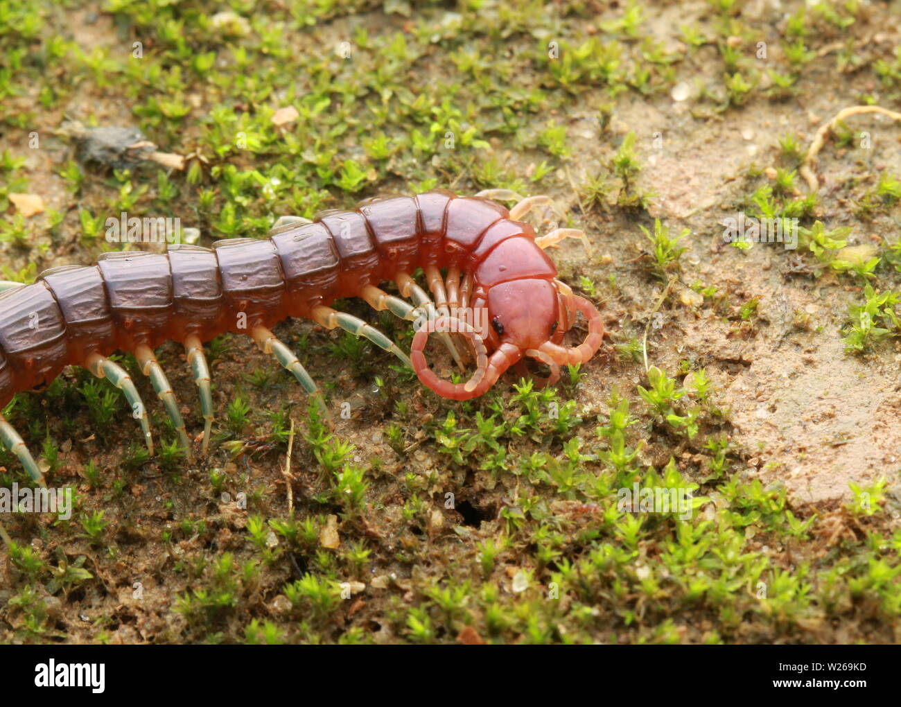 Smalle rosso, Centipede Otostigmus, Chilopoda, Foto Stock