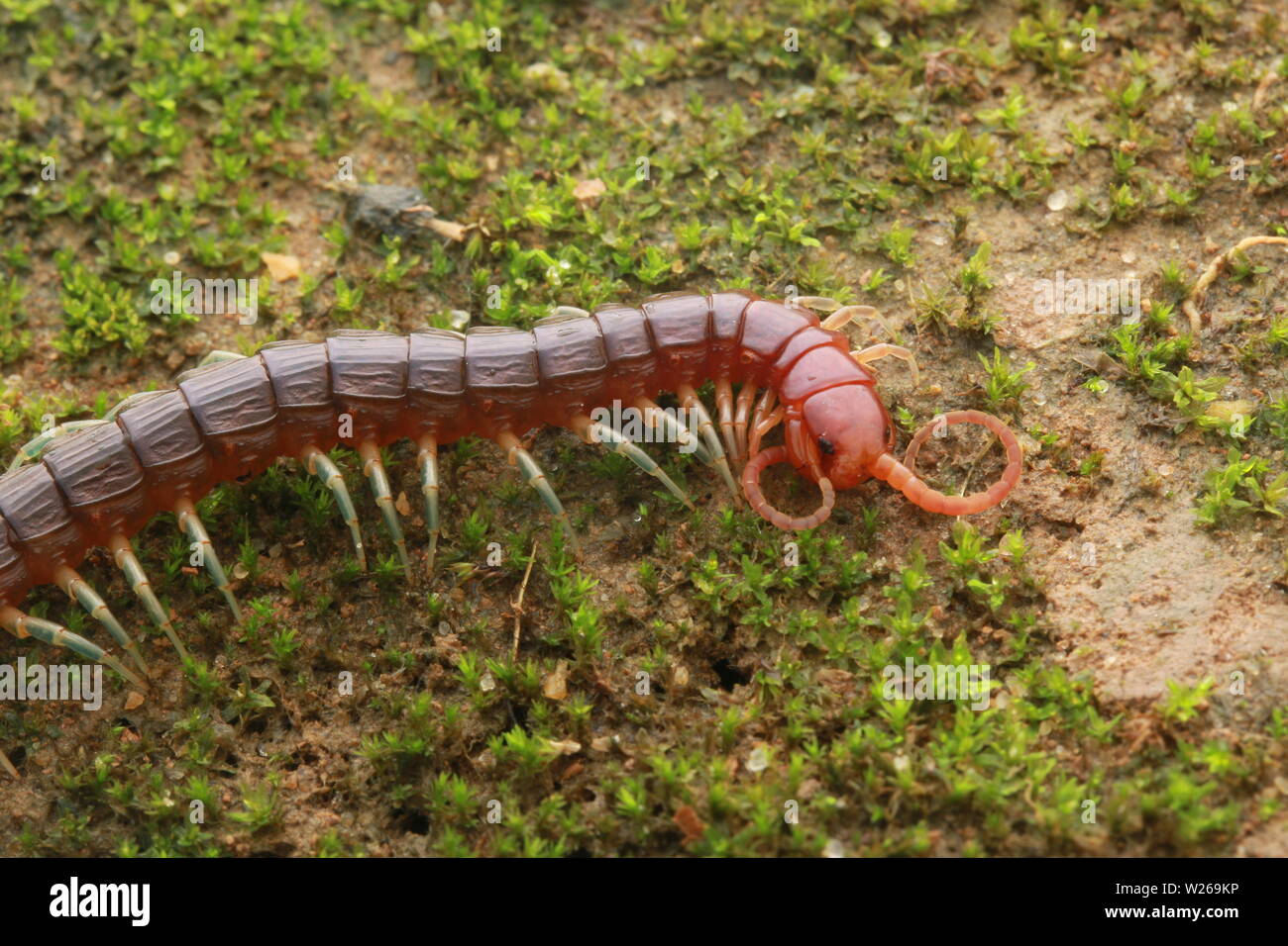 Smalle rosso, Centipede Otostigmus, Chilopoda, Foto Stock