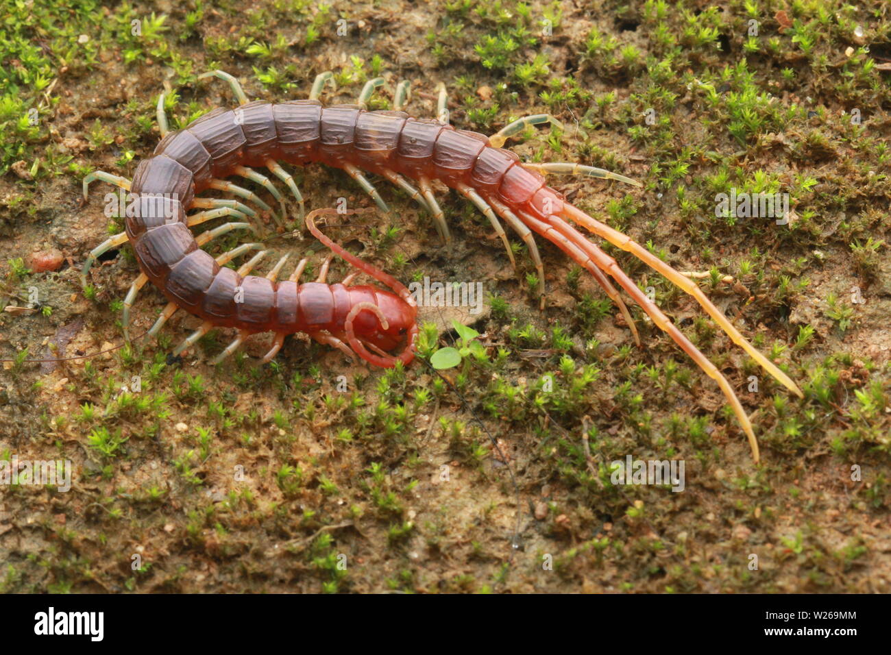 Smalle rosso, Centipede Otostigmus, Chilopoda, Foto Stock