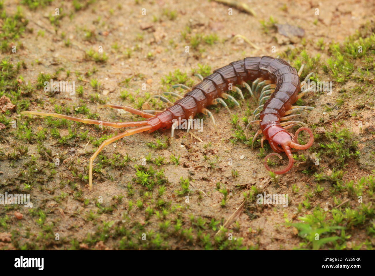Smalle rosso, Centipede Otostigmus, Chilopoda, Foto Stock