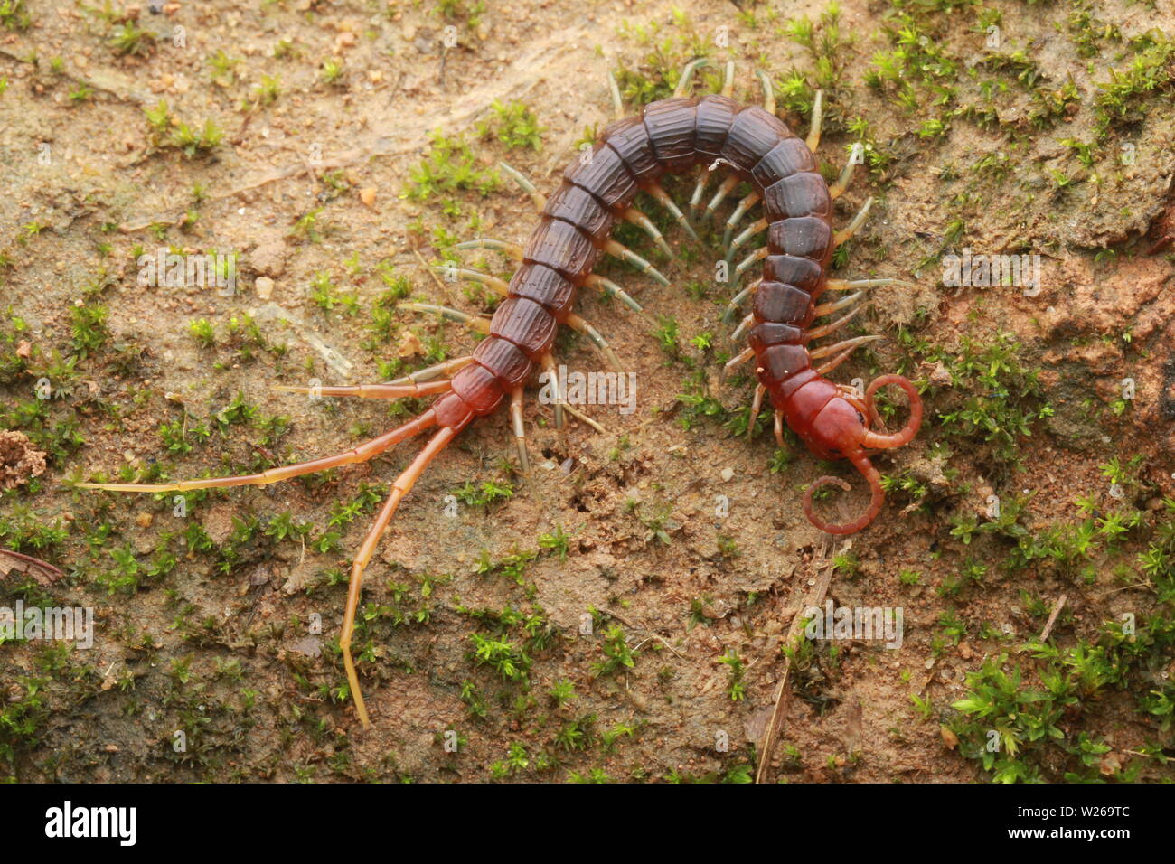 Smalle rosso, Centipede Otostigmus, Chilopoda, Foto Stock