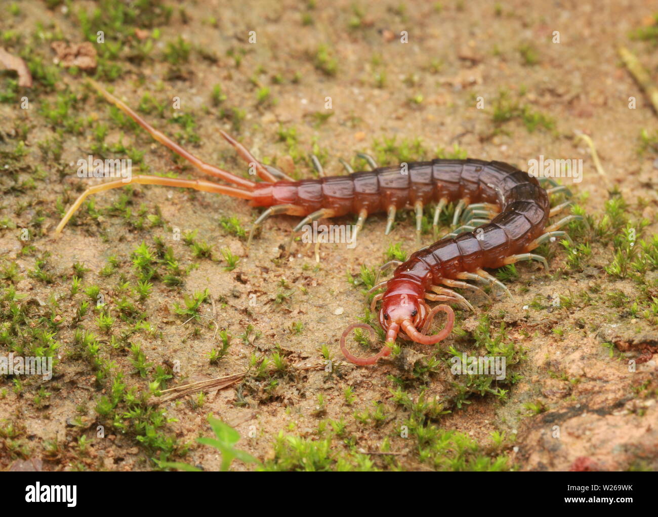 Smalle rosso, Centipede Otostigmus, Chilopoda, Foto Stock