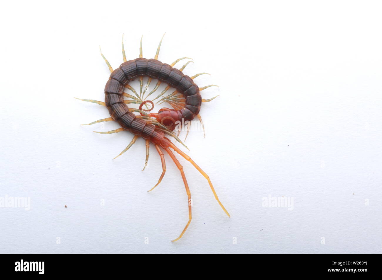Smalle rosso, Centipede Otostigmus, Chilopoda, Foto Stock