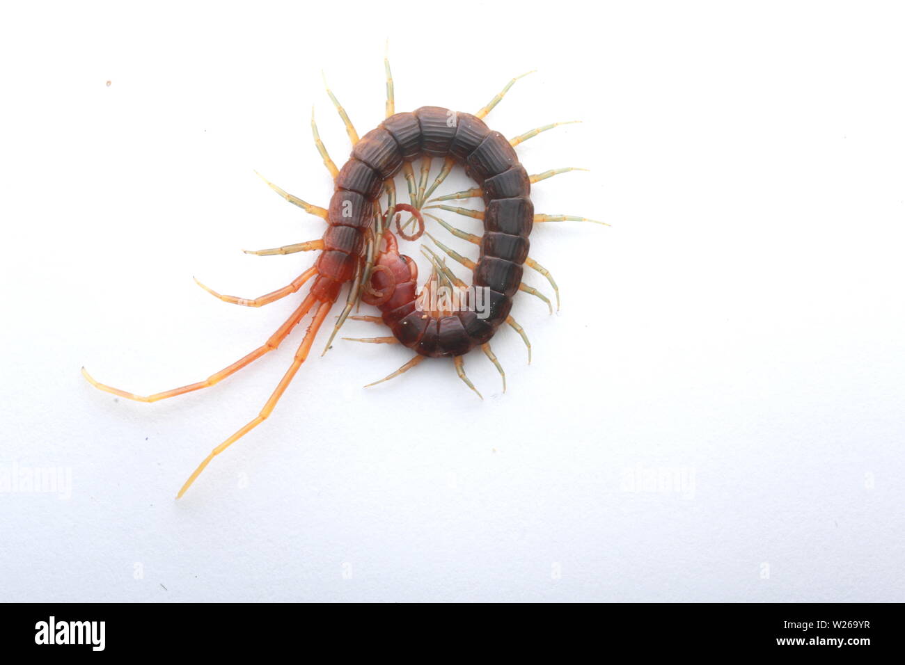 Smalle rosso, Centipede Otostigmus, Chilopoda, Foto Stock