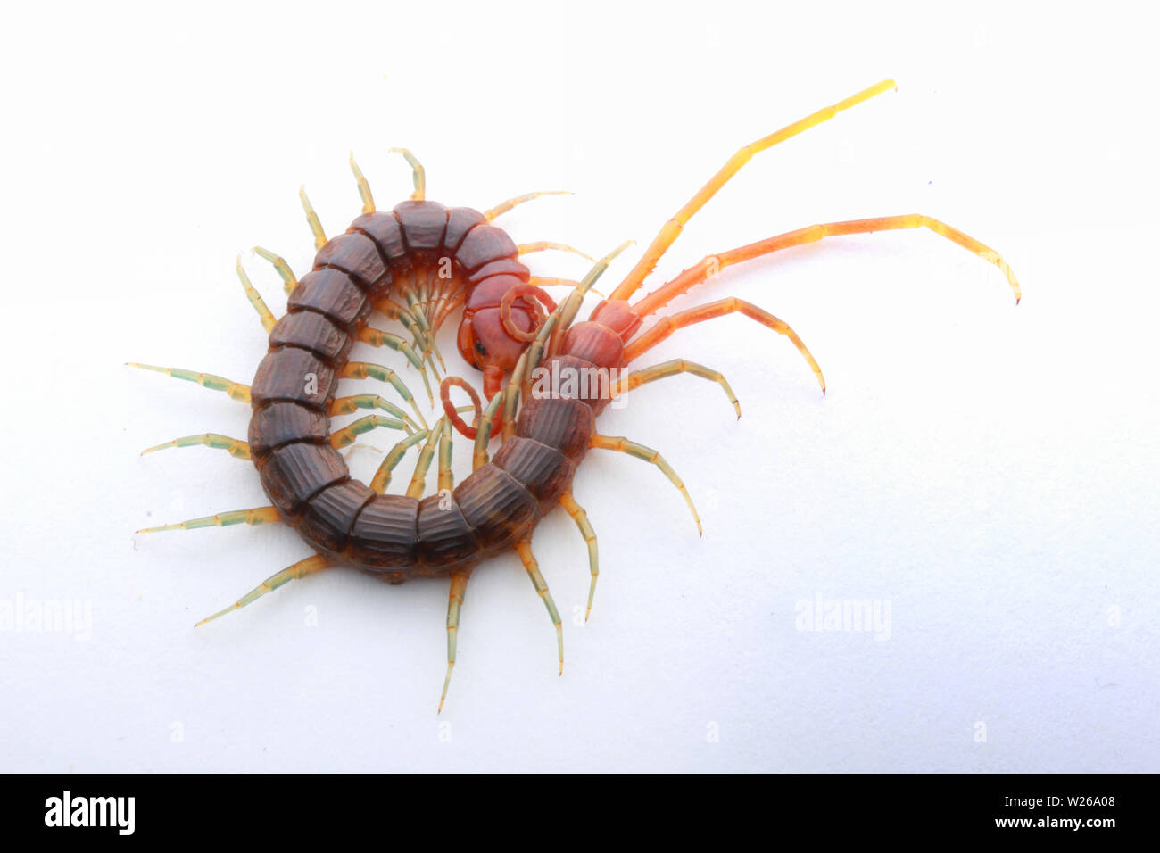 Smalle rosso, Centipede Otostigmus, Chilopoda, Foto Stock