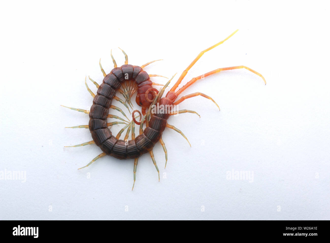 Smalle rosso, Centipede Otostigmus, Chilopoda, Foto Stock