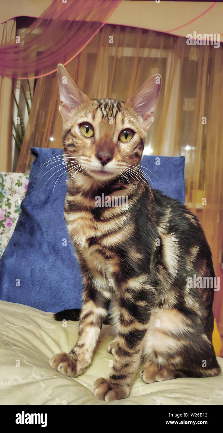 Foto di una razza di gatto bengala con un bel disegno sulla faccia e seduta di lana e guardare avanti Foto Stock