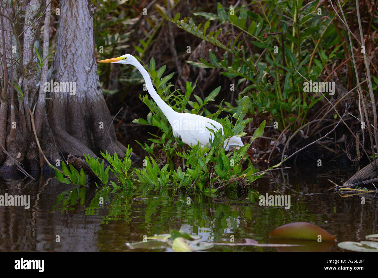 Grande airone cenerino nasconde nella graa di Everglades National Park Foto Stock