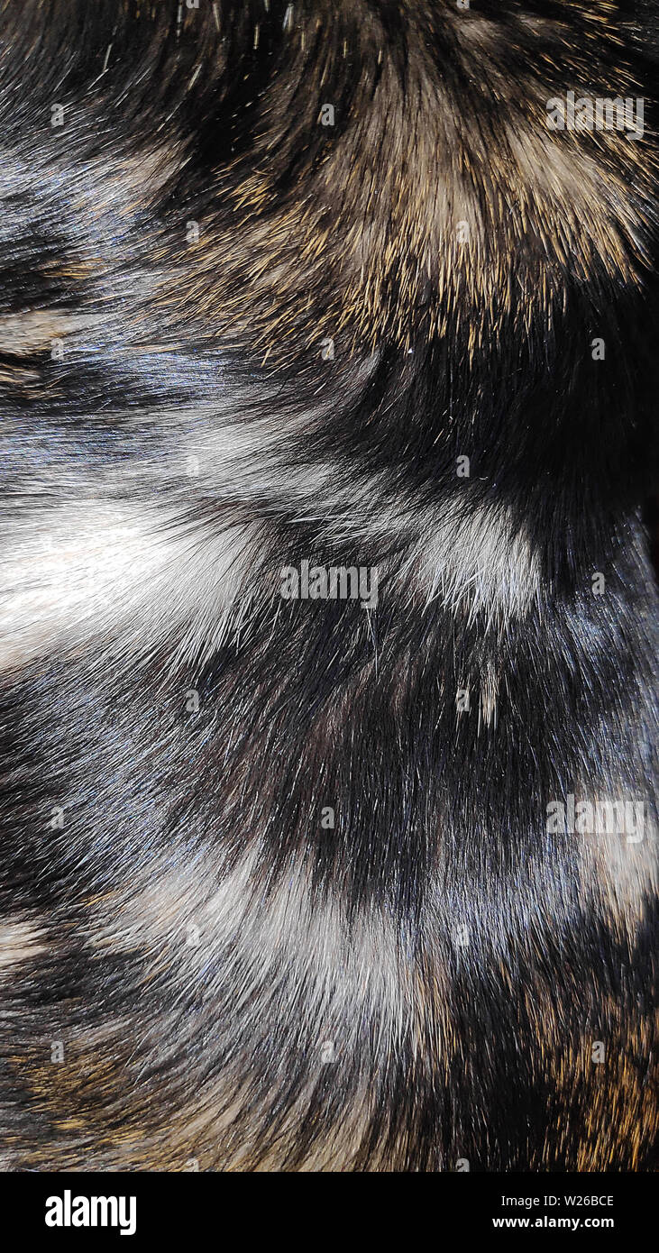 Foto macro di un purosangue lana Gatto bengala con un bel disegno e glitter close-up Foto Stock