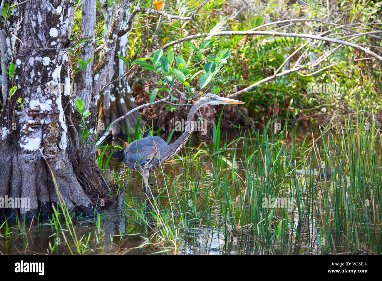 Grande airone cenerino nasconde nella graa di Everglades National Park Foto Stock