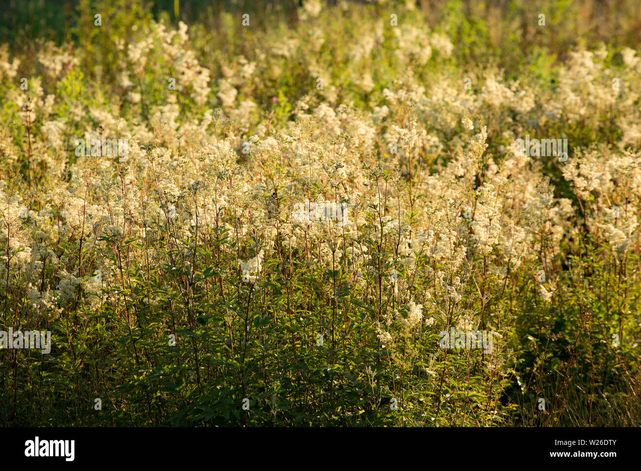 Olmaria, Filipendula ulmaria, crescente sulla terra paludosa a rotoli ponte in Gillingham Dorset England Regno Unito GB Foto Stock