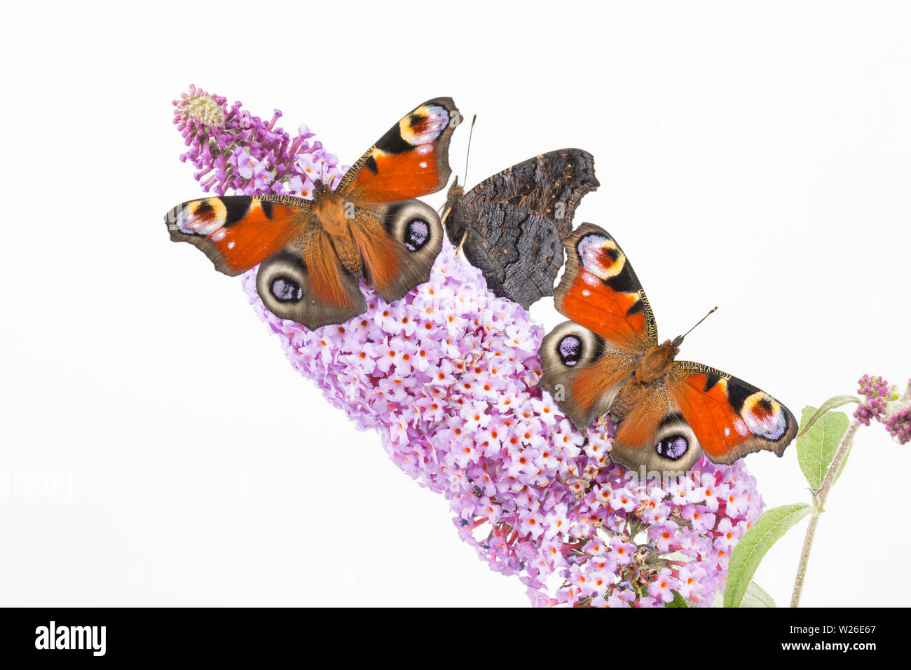 Tre allevato in cattività farfalle di pavone, Aglais io, che hanno recentemente emerso dalla loro chrysalises poggiante su Buddleia, Budleja davidii, prima di bein Foto Stock