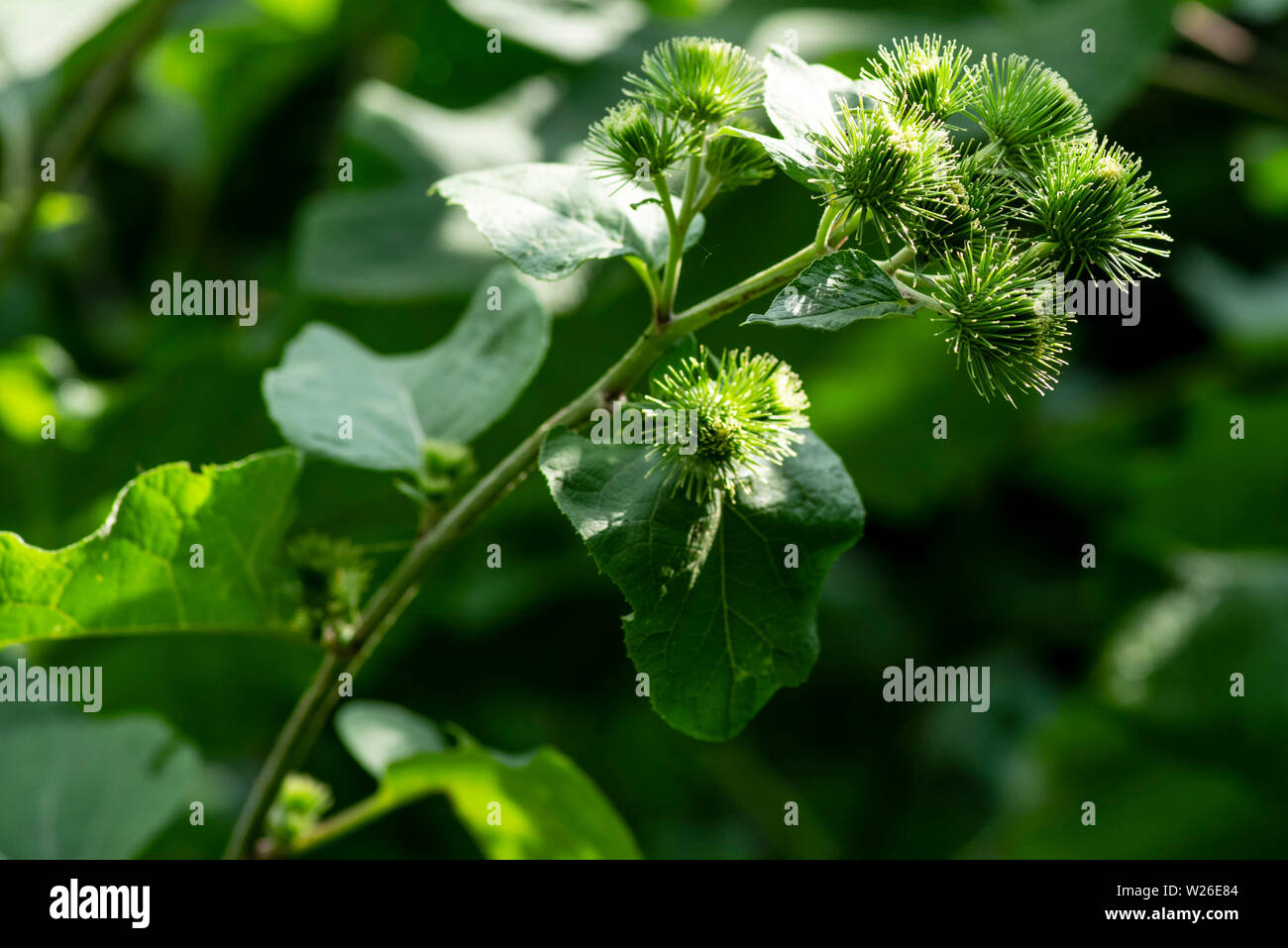 Piante utili.le gemme del grande bardana arctium lappa in estate.Close-up di Arctium lappa mendicanti pulsanti nell'orto. Foto Stock