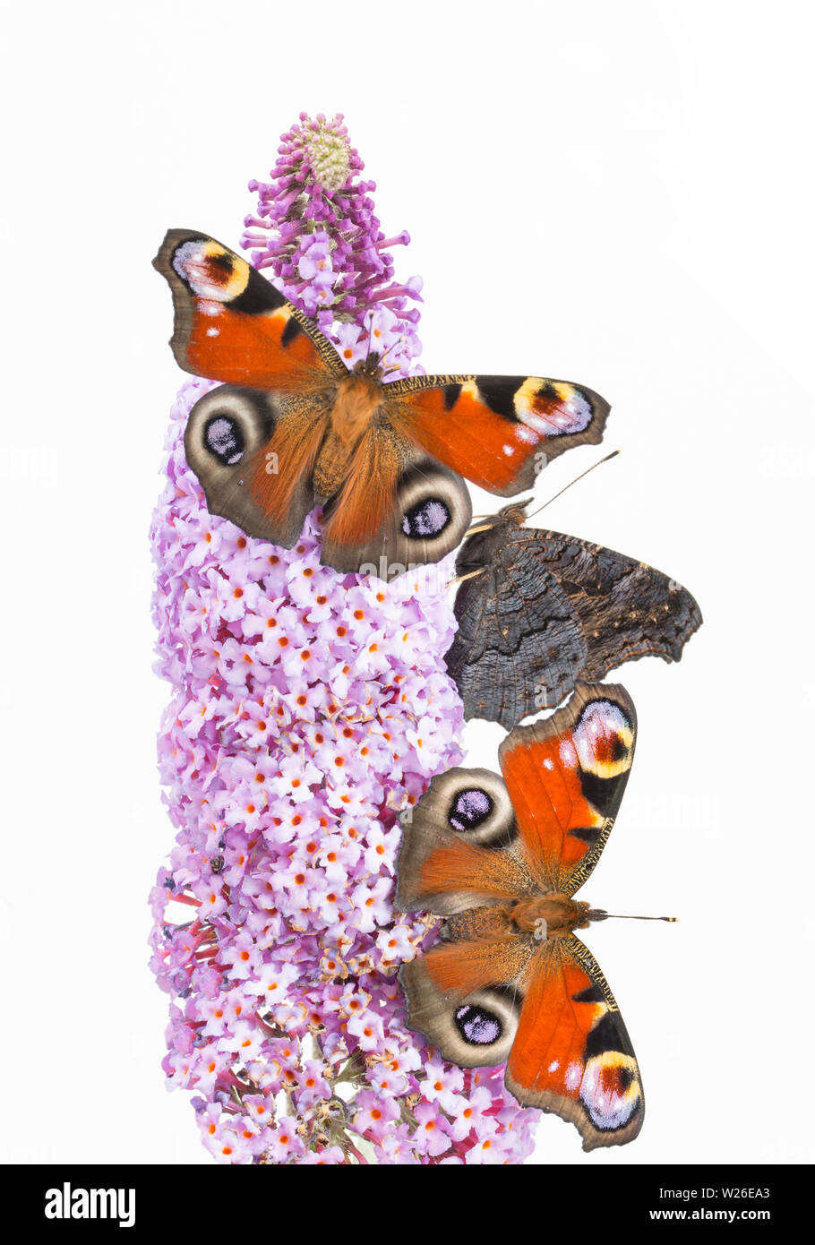 Tre allevato in cattività farfalle di pavone, Aglais io, che hanno recentemente emerso dalla loro chrysalises poggiante su Buddleia, Budleja davidii, prima di bein Foto Stock