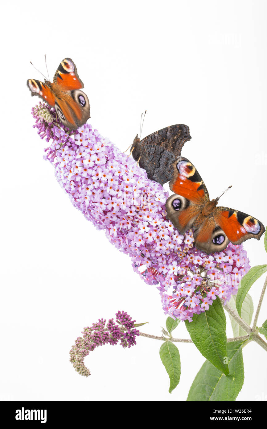 Tre allevato in cattività farfalle di pavone, Aglais io, che hanno recentemente emerso dalla loro chrysalises poggiante su Buddleia, Budleja davidii, prima di bein Foto Stock