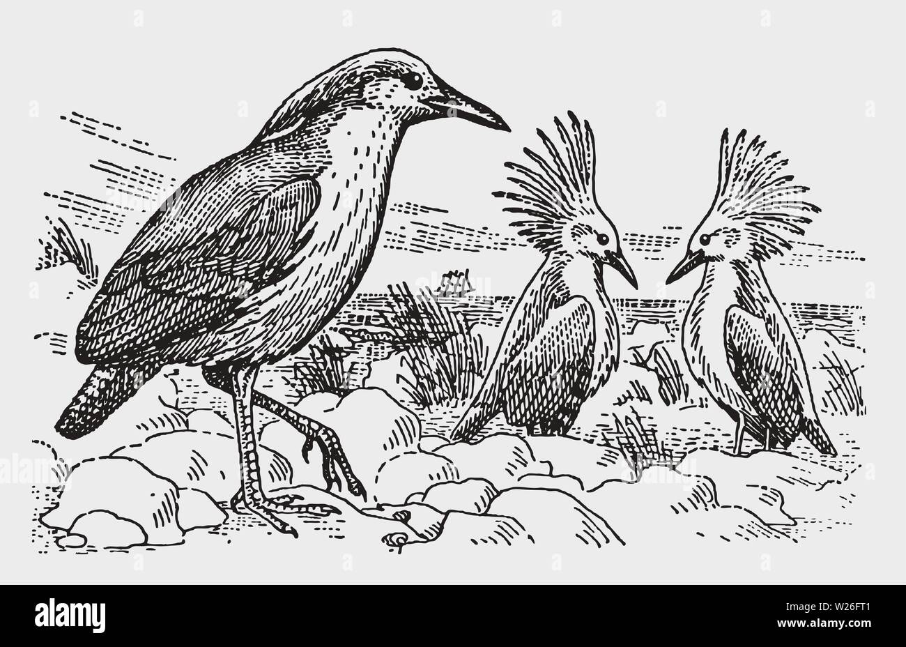 Tre rare e in pericolo di estinzione kagus (Rhynochetos jubatus) in piedi in un paesaggio roccioso sul mare. Illustrazione dopo una storica incisione dall inizio 20c Illustrazione Vettoriale