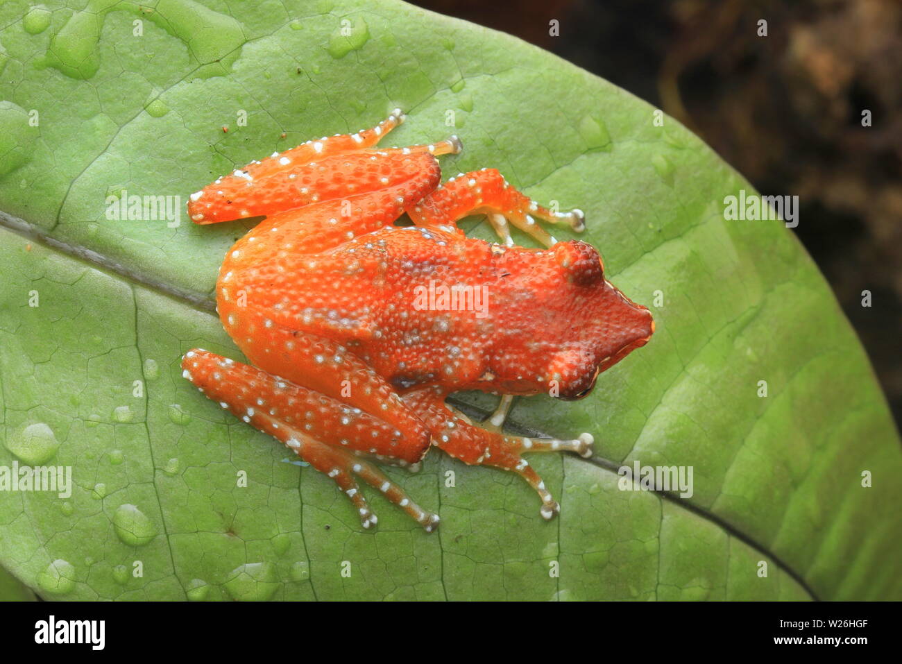 La cannella rana, cannella treefrog, Foto Stock