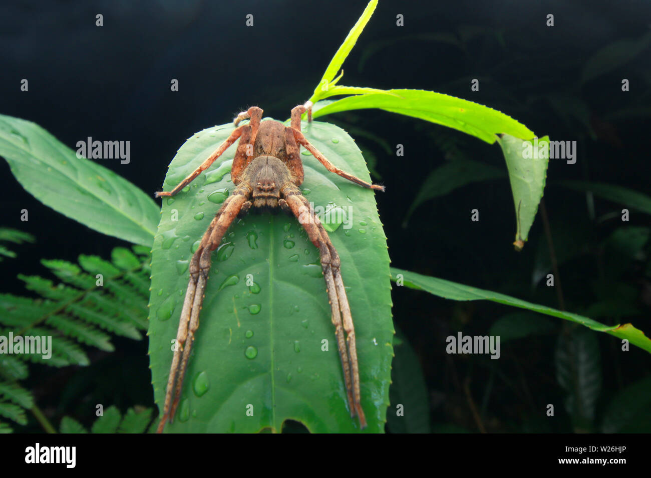 Spider poggiante sulla foglia verde Foto Stock