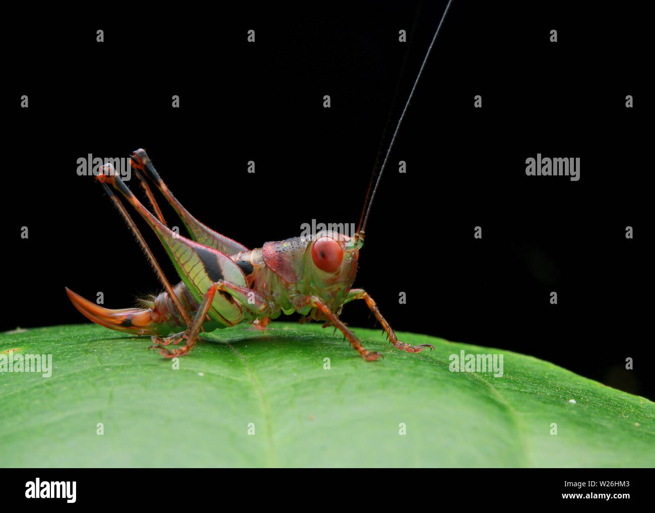 Green Long-Horned Grasshopper Foto Stock
