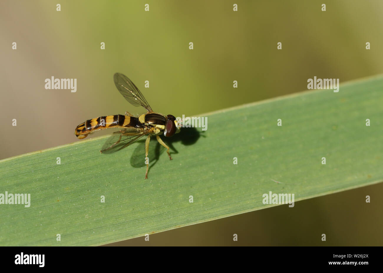 Una bella lunga Hoverfly, Sphaerophoria scripta, appollaiate su una canna in corrispondenza di un bordo di una vasca nel Regno Unito. Foto Stock