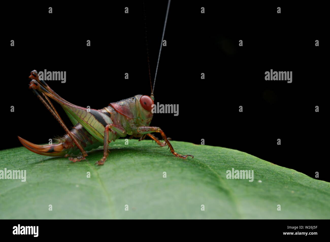 Green Long-Horned Grasshopper Foto Stock