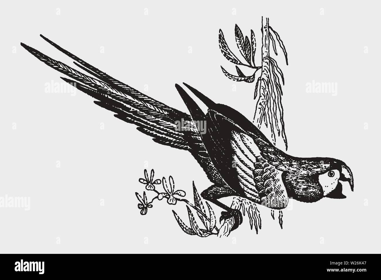 Rosso-verde o verde-winged macaw (ara chloropterus) seduto su un ramo. Illustrazione dopo una incisione storica risalente agli inizi del XX secolo Illustrazione Vettoriale